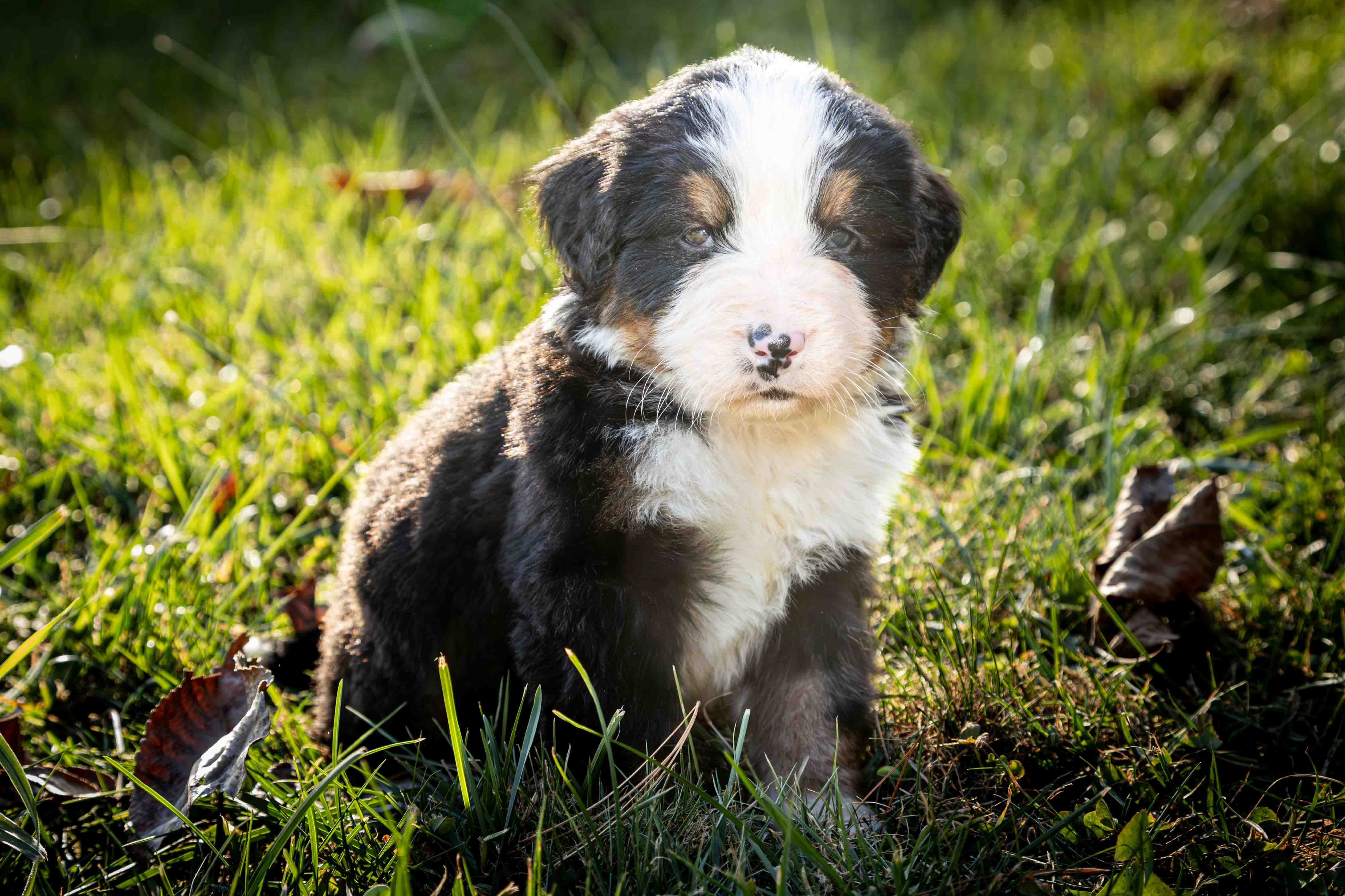 puppy, for, sale, Bernese Mountain Dog, Emanuel  Glick, dog, breeder, Bird-In-Hand, PA, dog-breeder, puppy-for-sale, forsale, nearby, find, puppyfind, locator, puppylocator, aca